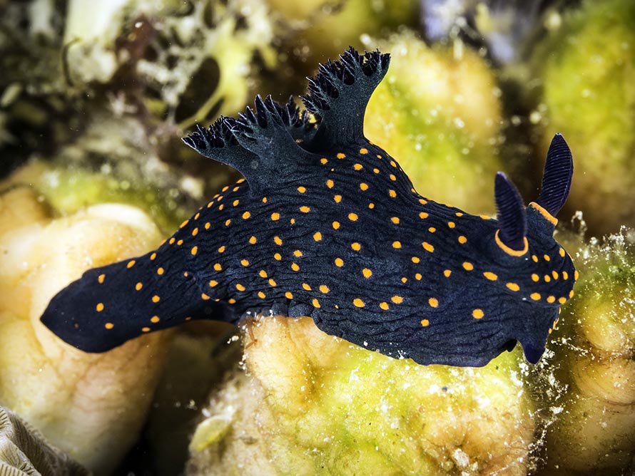 Nembrotha sp. B